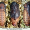 parnassius nordmanni pupa2